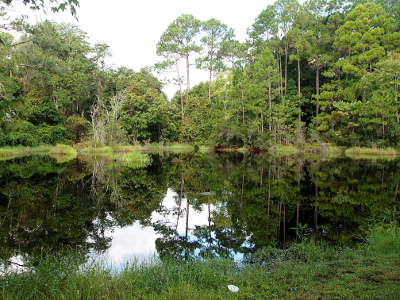 [There is a small strip of grass in the foreground. The bulk of the photo is the pond with the trees and sky reflected in it. There are several different types of trees lining the entire background of the photo.]